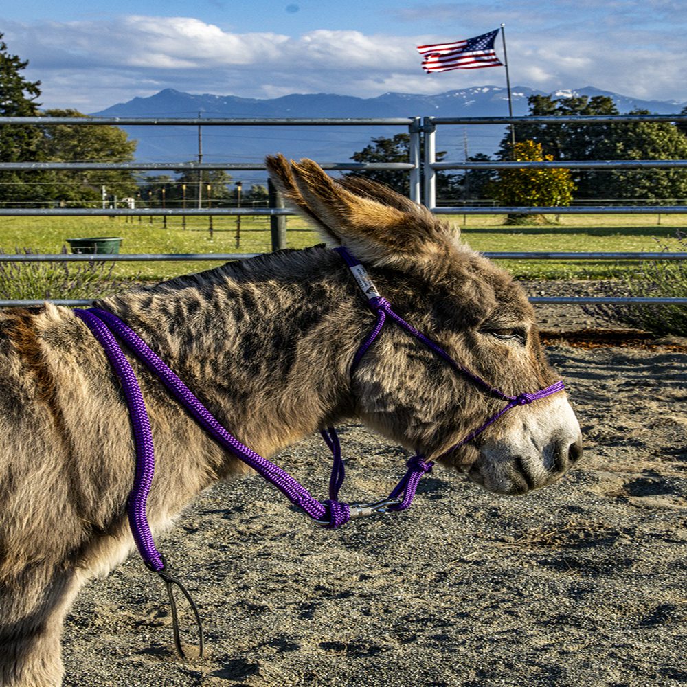 Miniature donkey halter