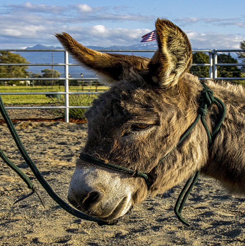miniature donkey halter
