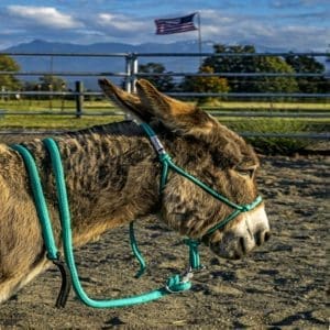 miniature donkey halter