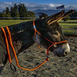 standard burro halter lead