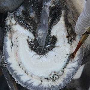 Donkey Hoof Abscess Video