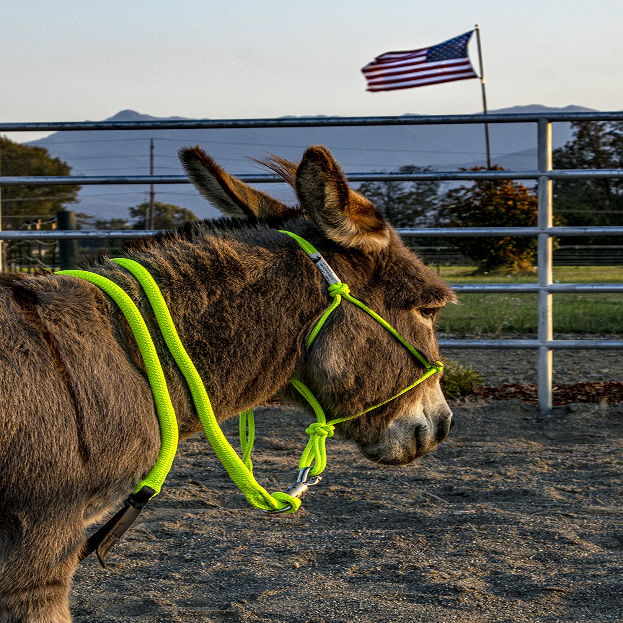 miniature Donkey halter